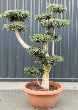 olivier bonsai nuage